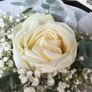 تک شاخه رز سفید با ژیپسوفیلا و اکالیپتوس مهتاب