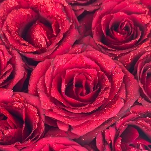 باکس گرد رز قرمز شاین