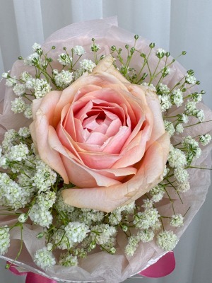 تک‌شاخه رز و ژیپسوفیلا آوا