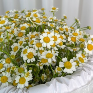 دسته‌گل بابونه خورشید